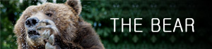the bear